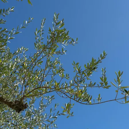 Vila Rucchetta Casa Linari