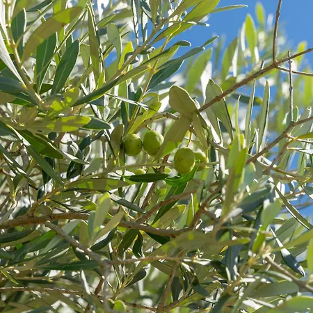 Rucchetta Casa Linari